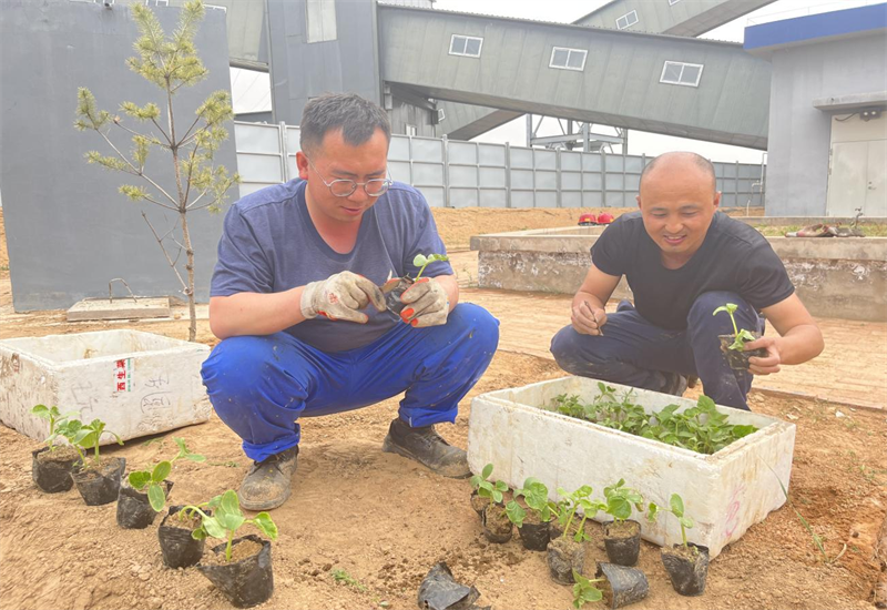 选煤公司：开垦职工“小菜园” 为职工康健“加餐”