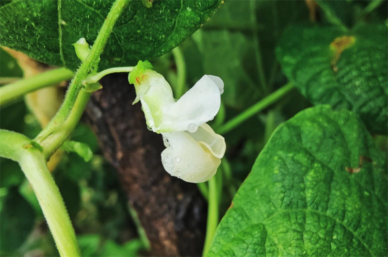 魏荣 摄影——《野外里的花仙子》