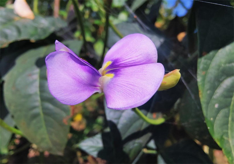 魏荣 摄影——《野外里的花仙子》