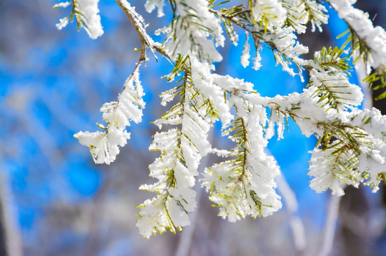 散文 叶蕾——《静听初雪》