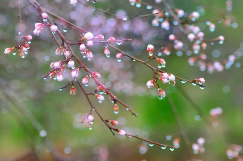 肖倩倩 诗歌——《四月的雨》